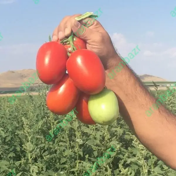 بذر گوجه فرنگی پارسان