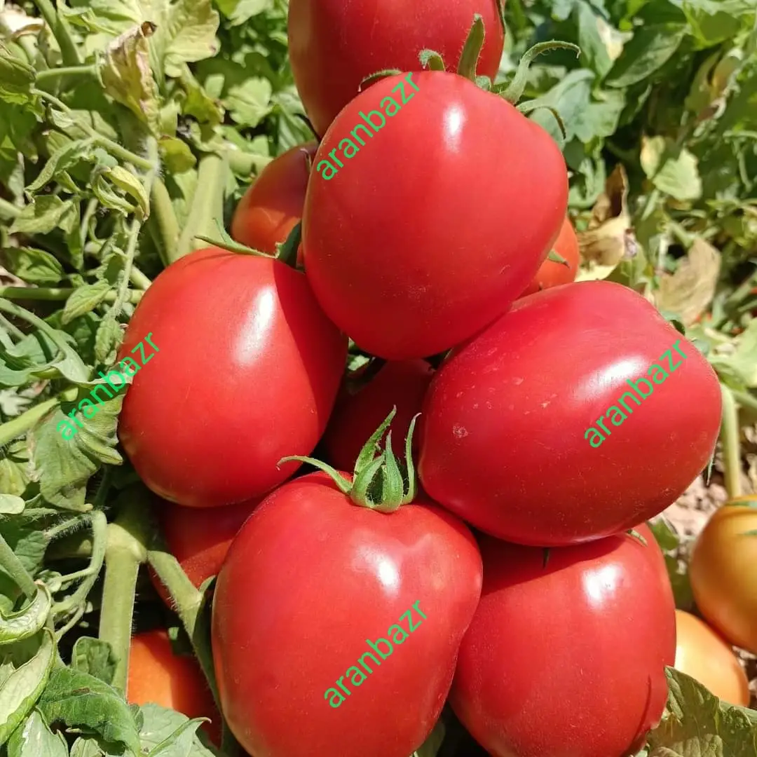 زودرس ترین بذر گوجه ۸۳۸۰